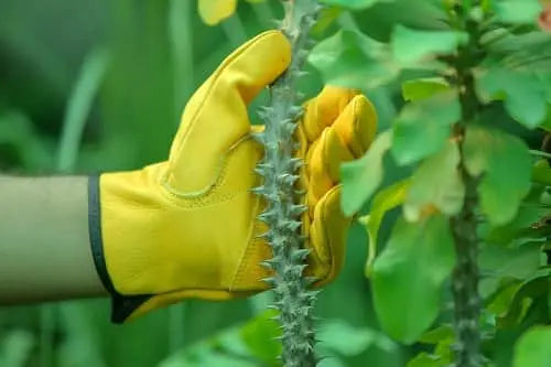 Gardener Leather Work Gloves