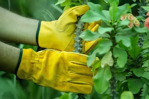 Plants Leather Work Gloves